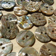Back of Abalone shell buttons