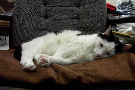 Cat Lying on Fleece Blanket