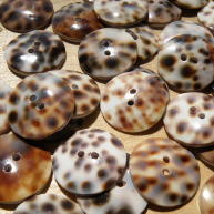 Large Tiger Shell buttons